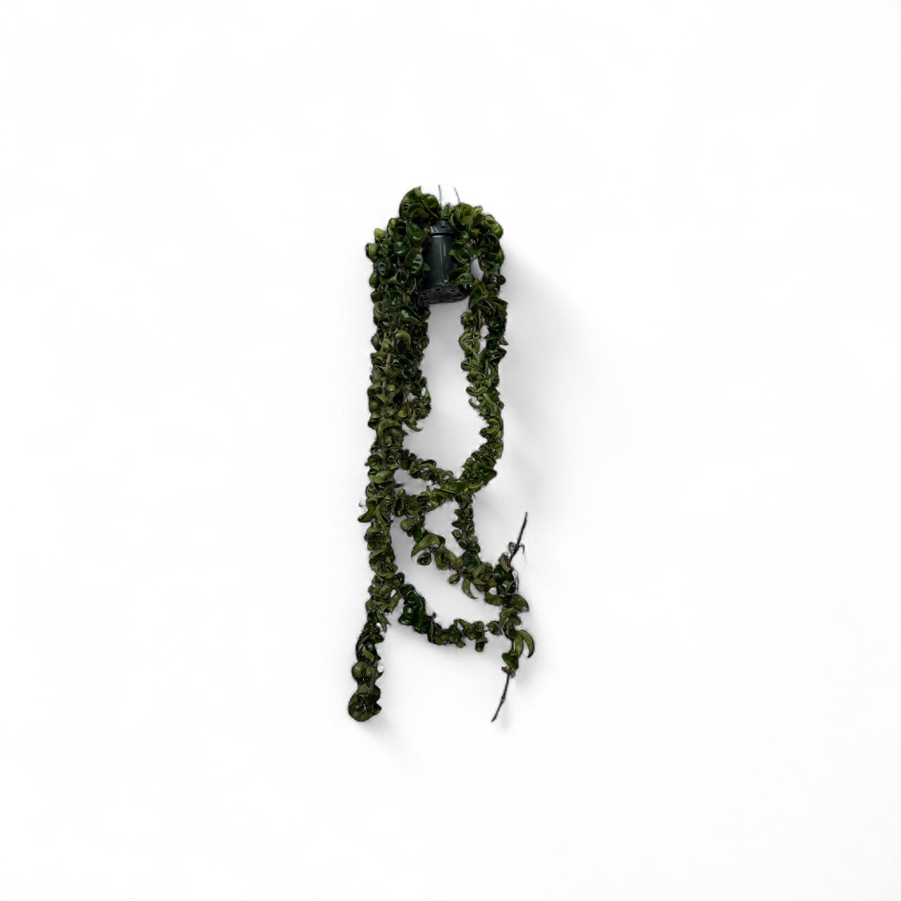 Hoya Compacta Carnosa/ Indian Rope