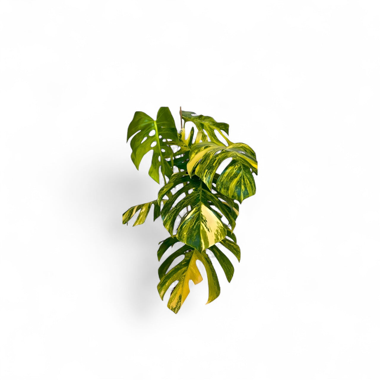 Rare plant Monstera Aurea for sale