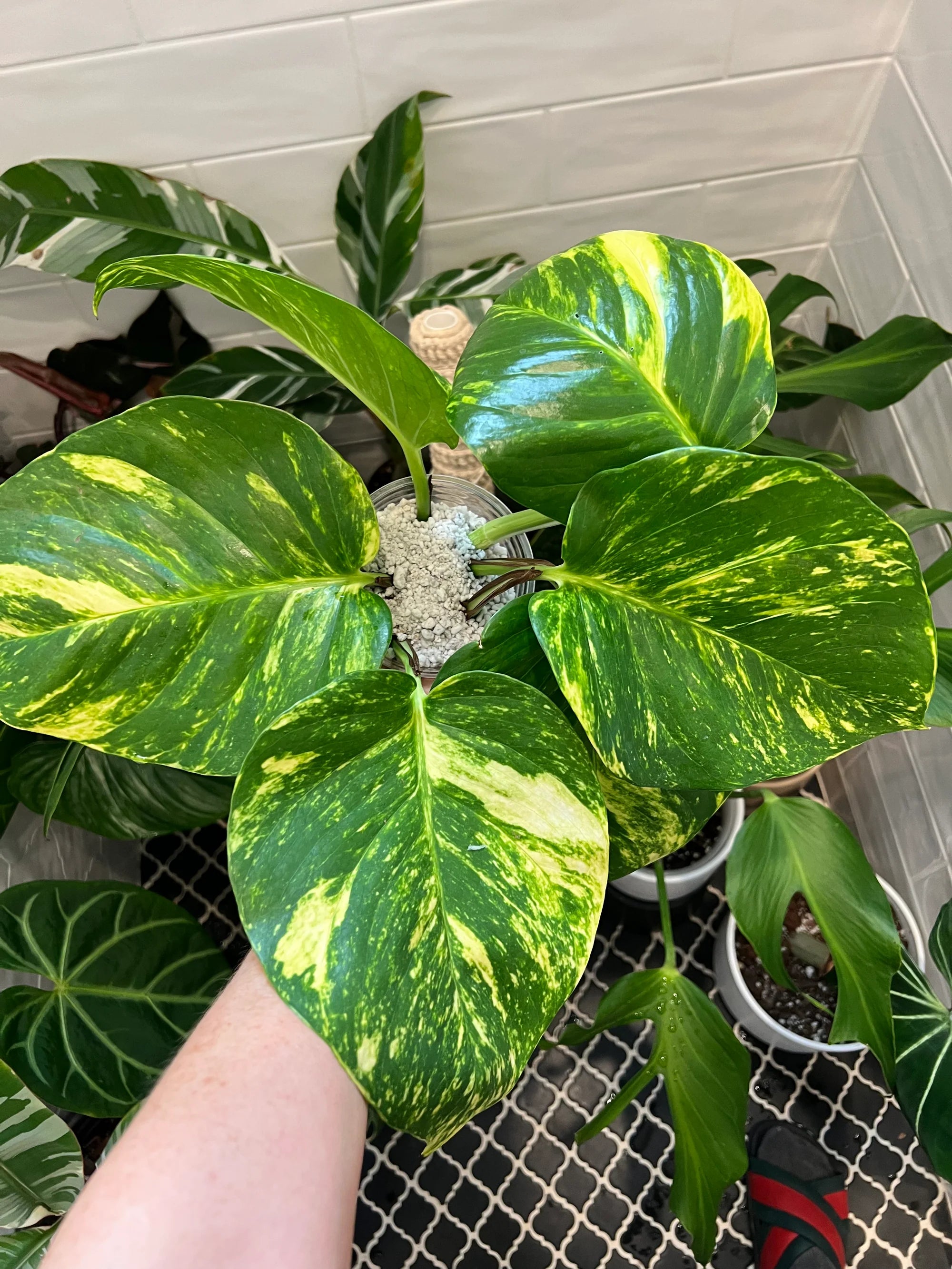 Rooted Clippings of Houseplants for sale near me - Plant Vault