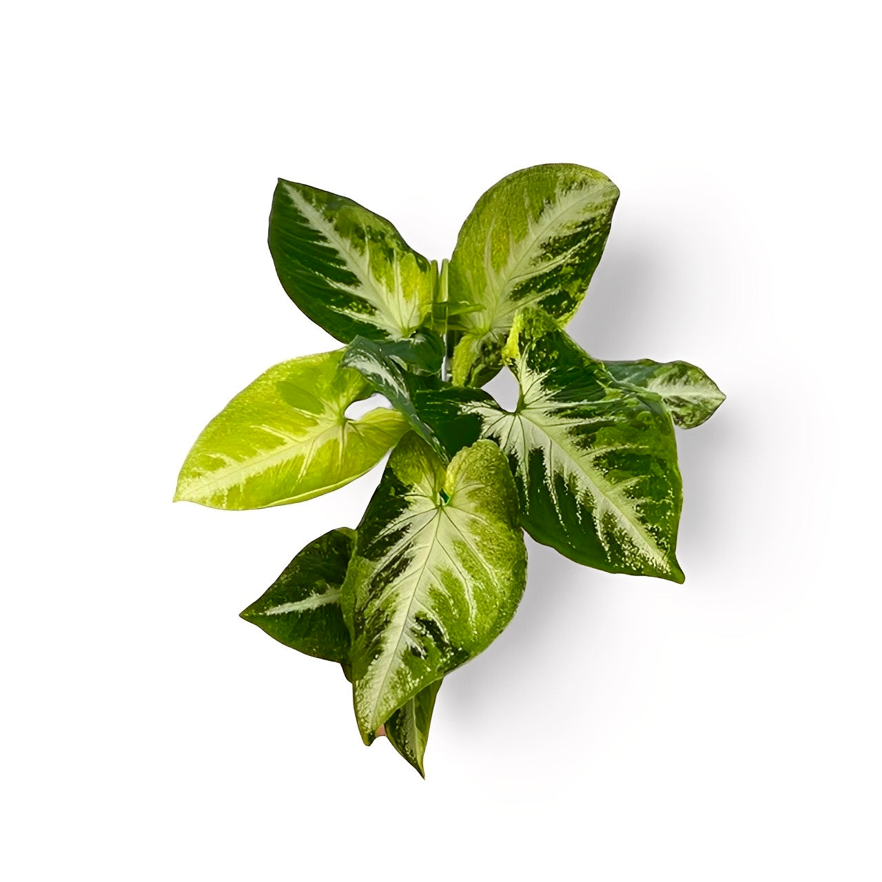 rare Syngonium Scrambled Eggs