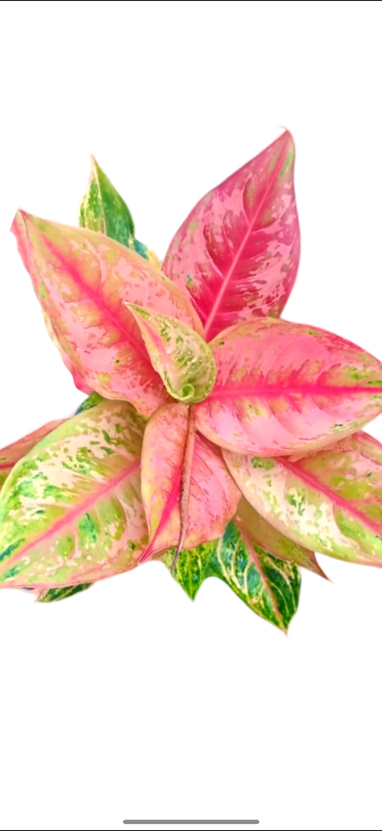 Aglaonema Prakiaiphet