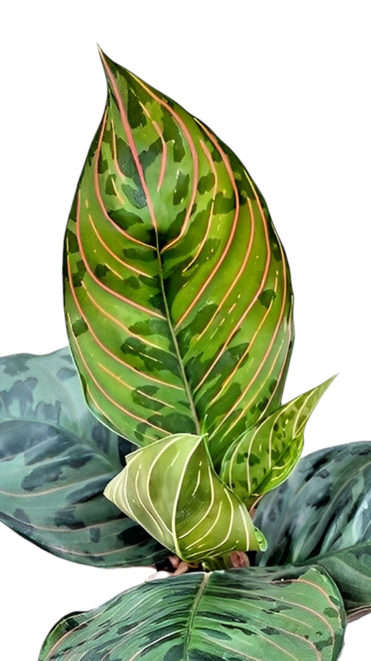 Aglaonema Red Army rare Aglaonema 