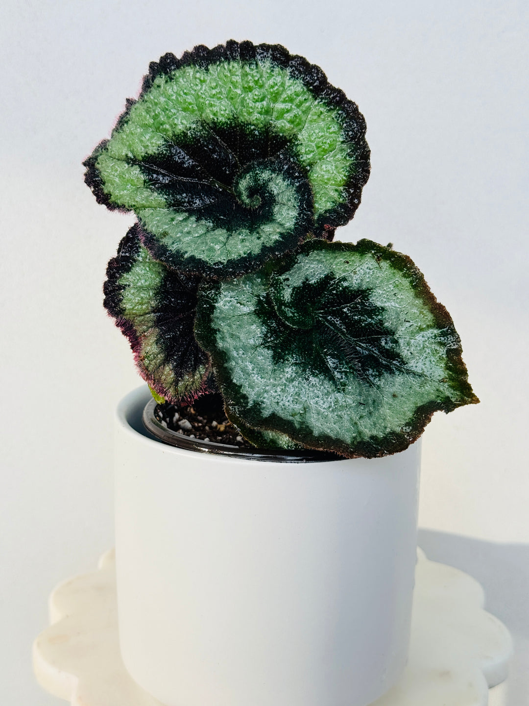 Begonia Escargot 