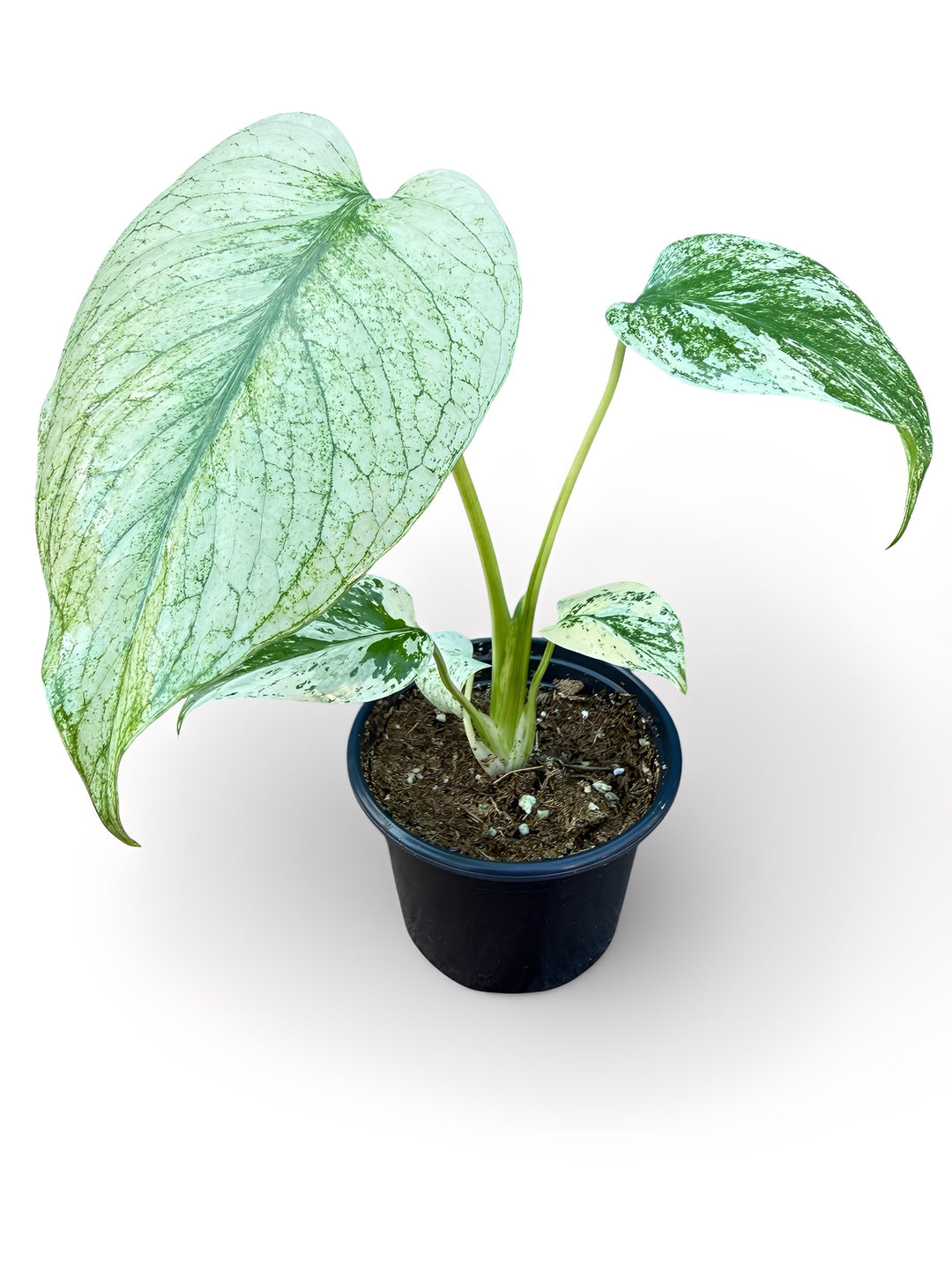 Monstera Mint Variegated