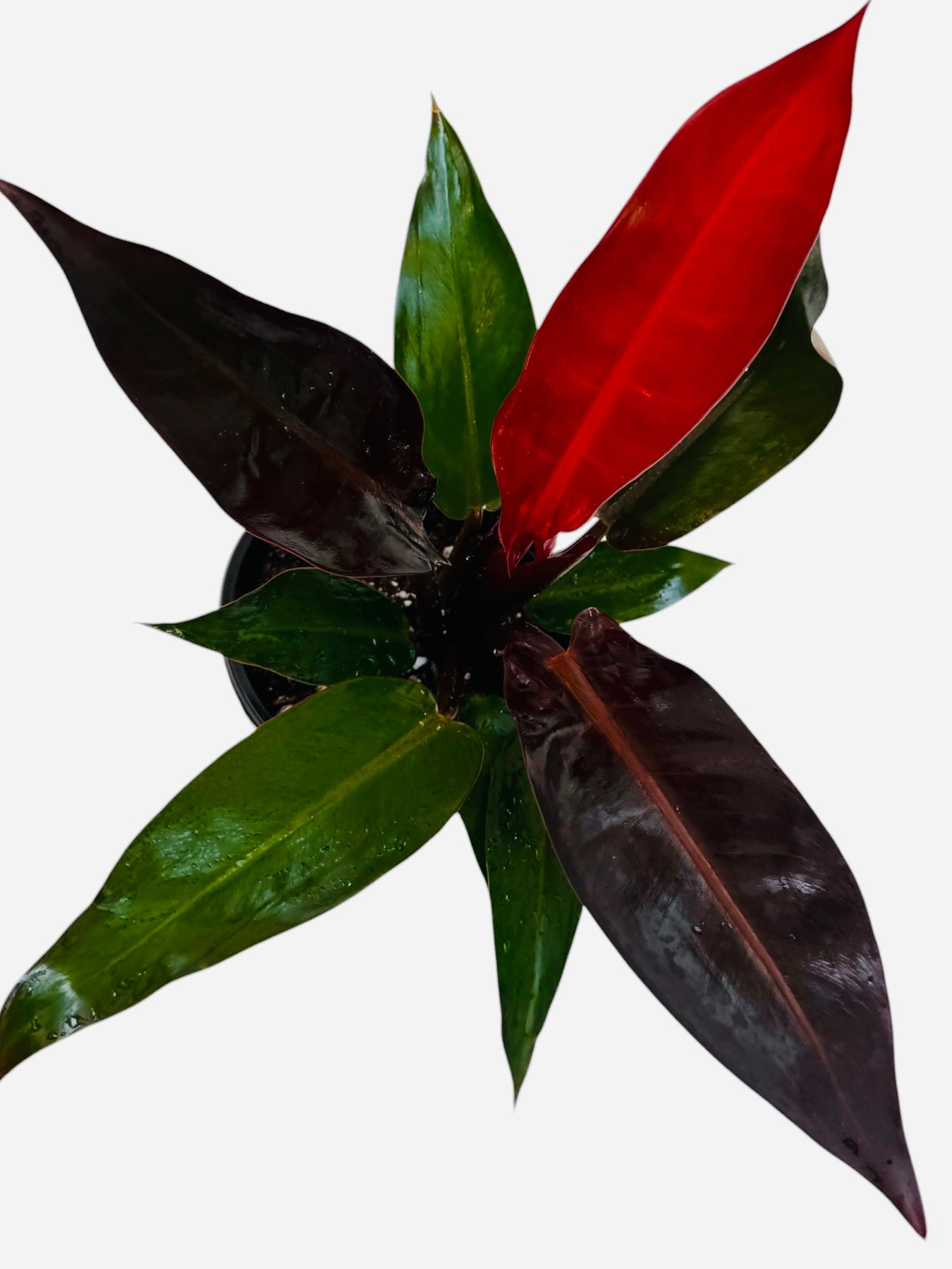 philodendron kathleen care Philodendron Kathleen
