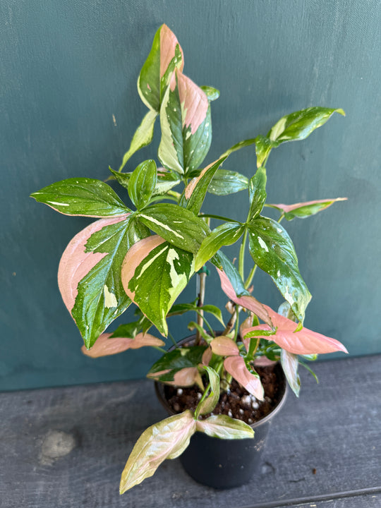 Syngonium Tricolor 6” pot for sale at Plant Vault