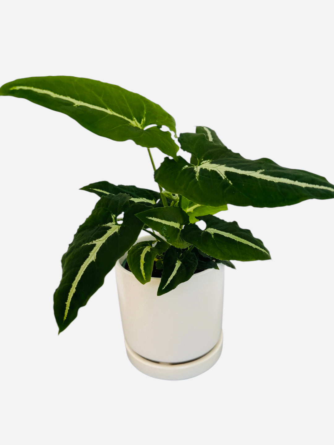 Syngonium Wendlandii