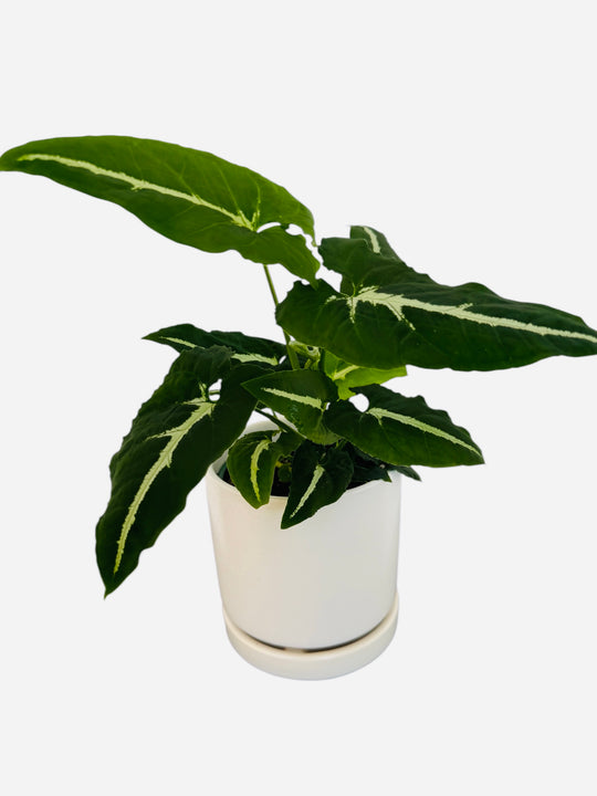 Syngonium Wendlandii