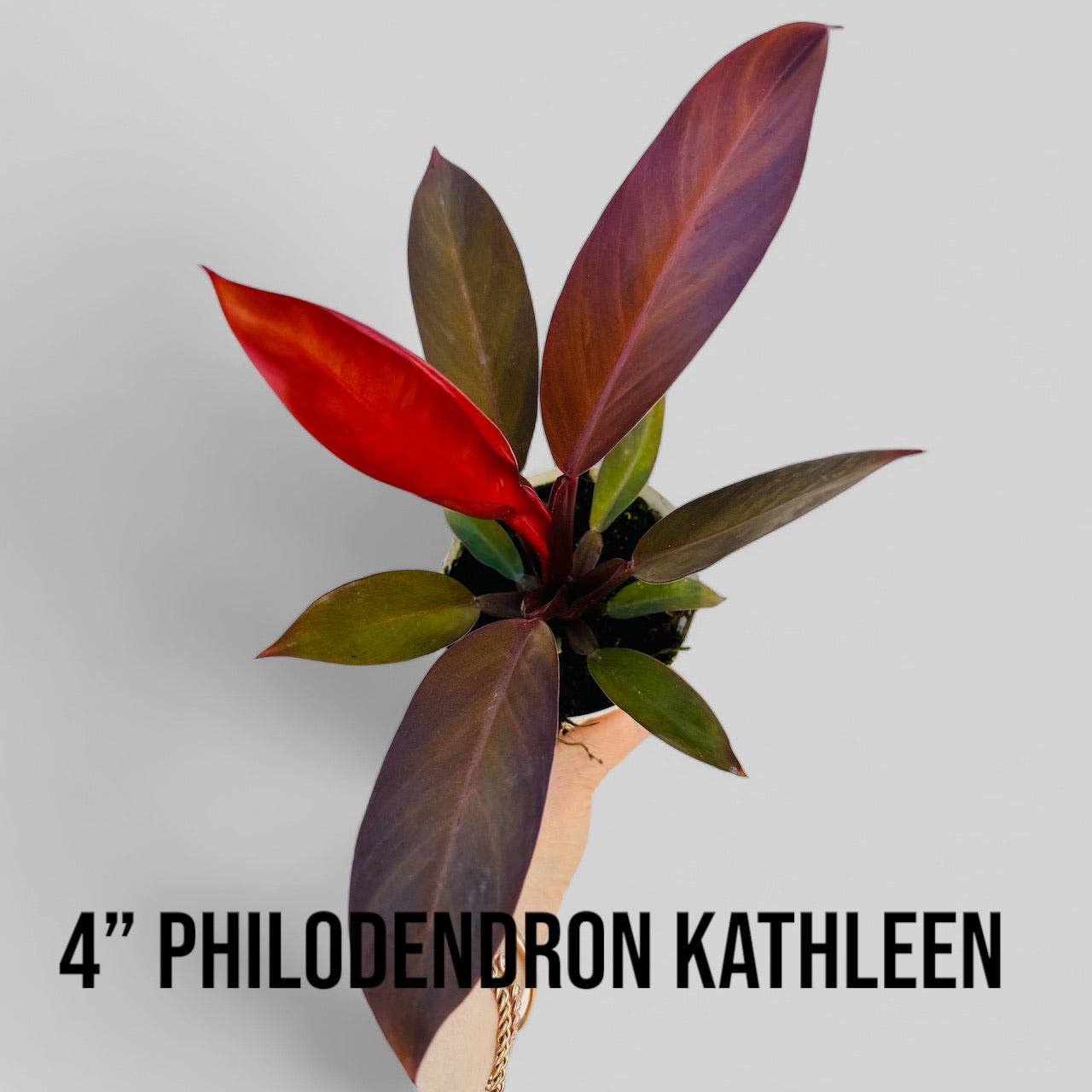 Philodendron Kathleen Indoor Tropical Houseplant for sale near me - Plant Vault