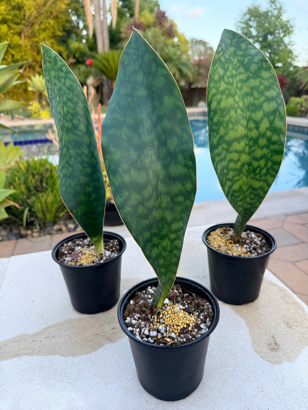snake plant in blue pot Whale Fin Sansevieria / rare snake plant – Plant Vault