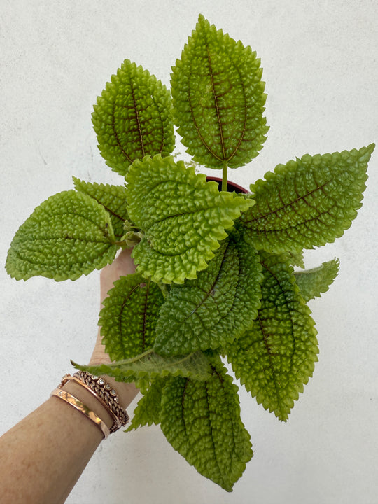  Pilea involucrata ‘Friendship Plant’ for sale at Plant Vault