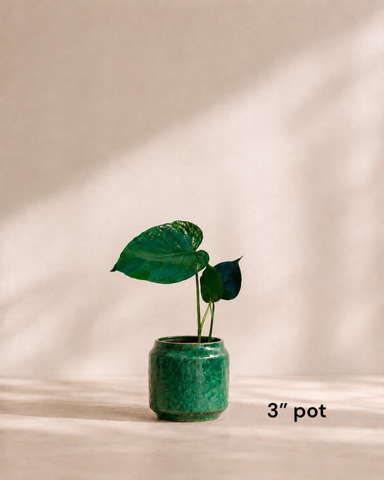 affordable Monstera Devil Monster