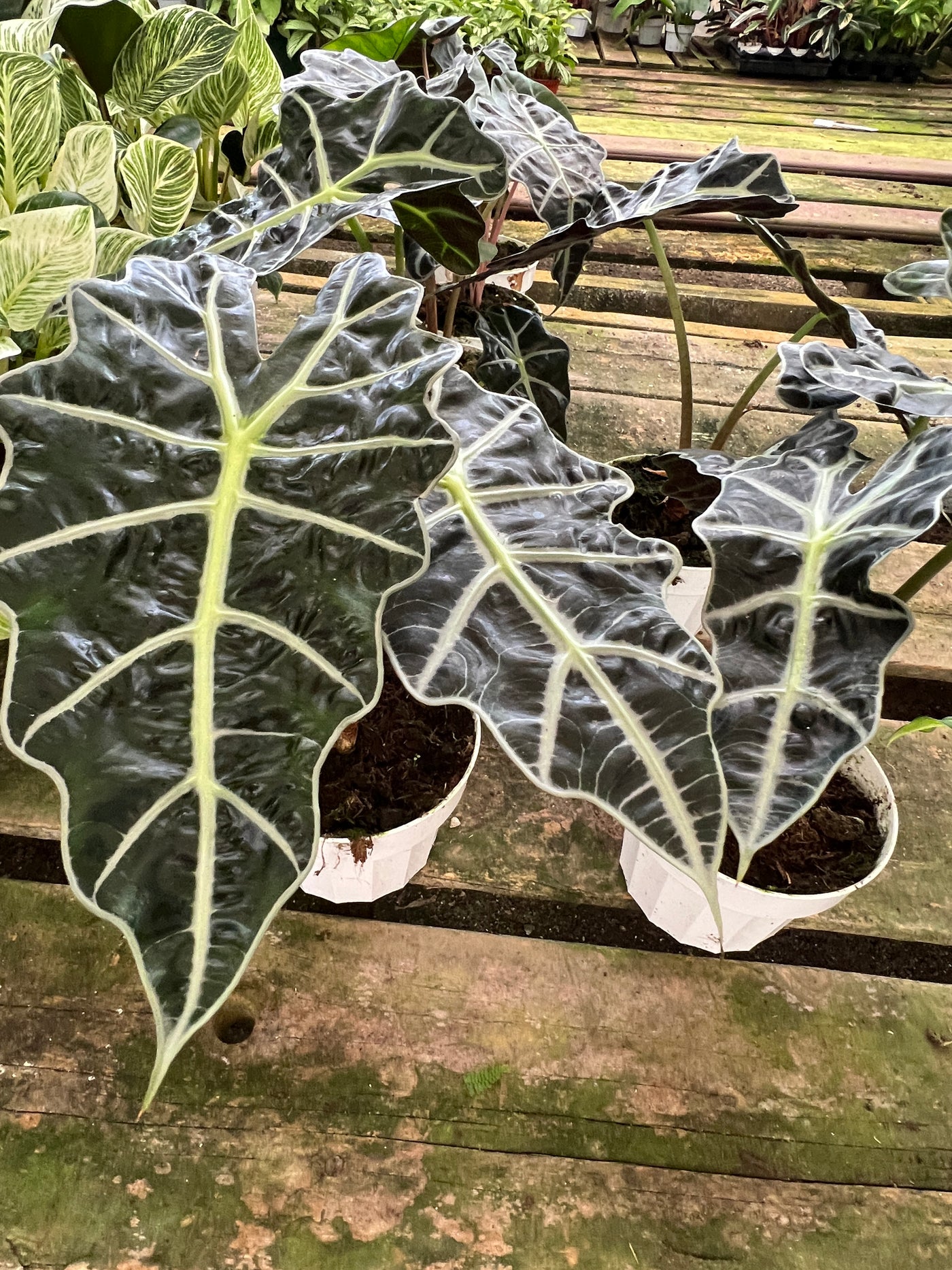Large Alocasia Polly for sale