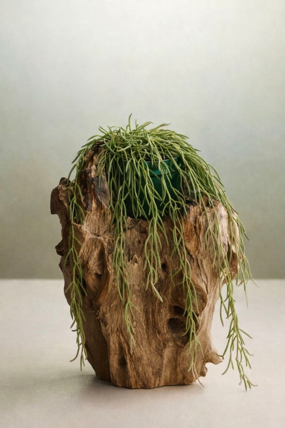 Hoya Linearis sold at Plant Vault