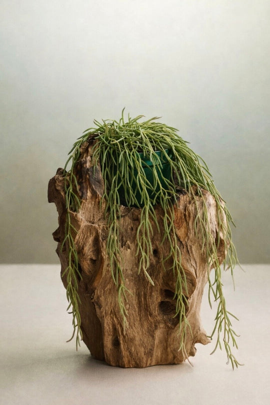 Hoya Linearis sold at Plant Vault