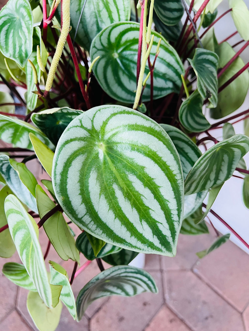 Giant Watermelon Peperomia for sale close up 