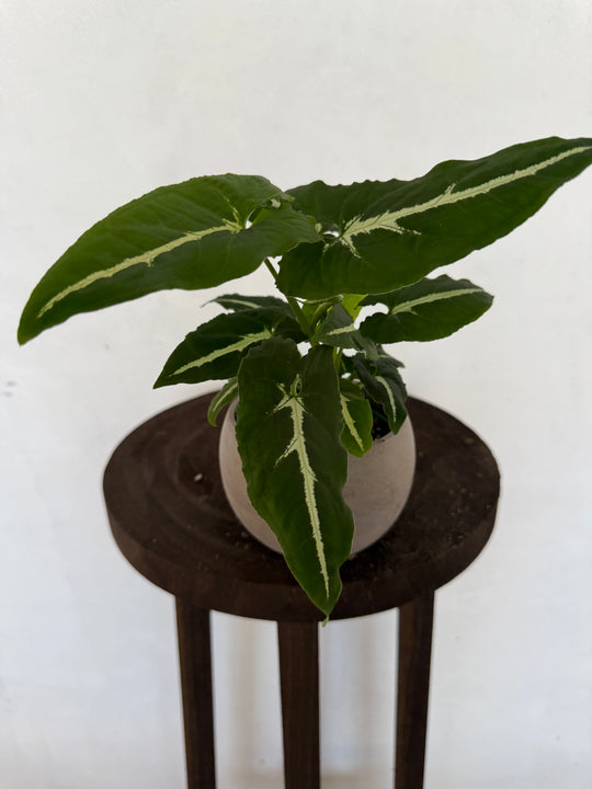 Syngonium Wendlandii