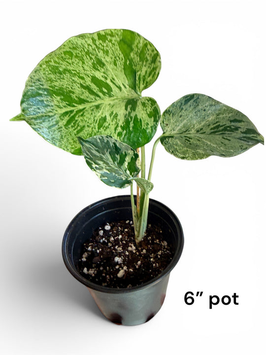 Monstera Bulbasaur
