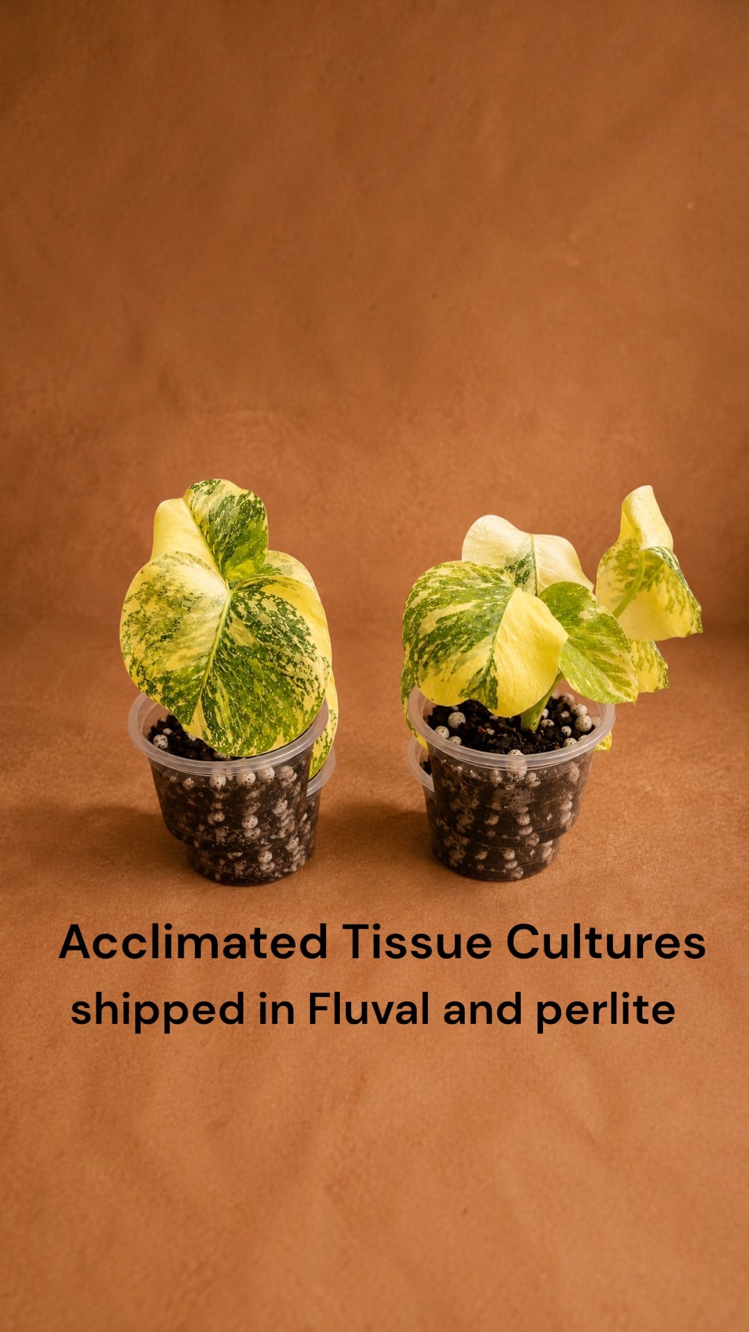 devil monster tissue culture