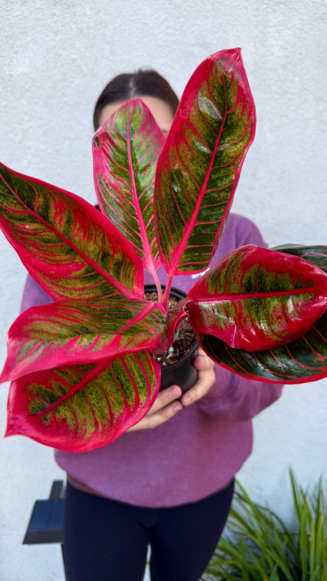 top rare aglaonema Aglaonema Khanza