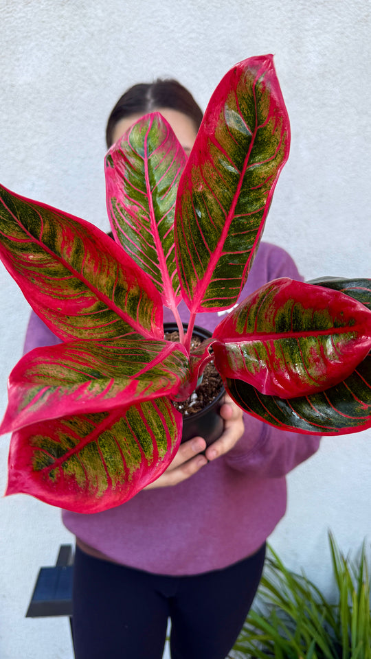 Aglaonema Khanza - Rare