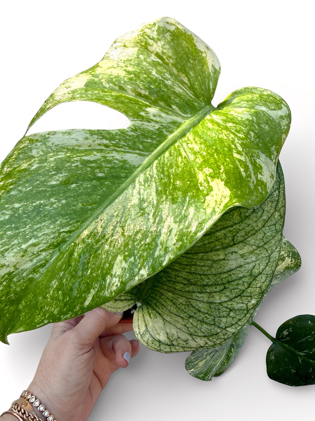 Monstera Mint Variegated