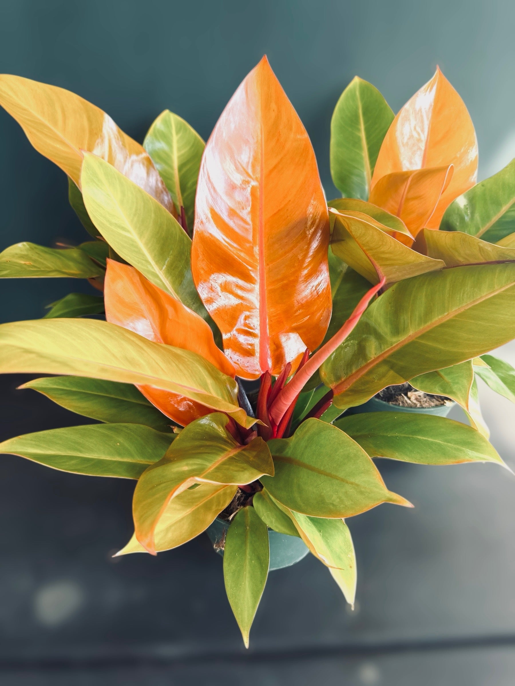 Prince of Orange for sale at Plant Vault