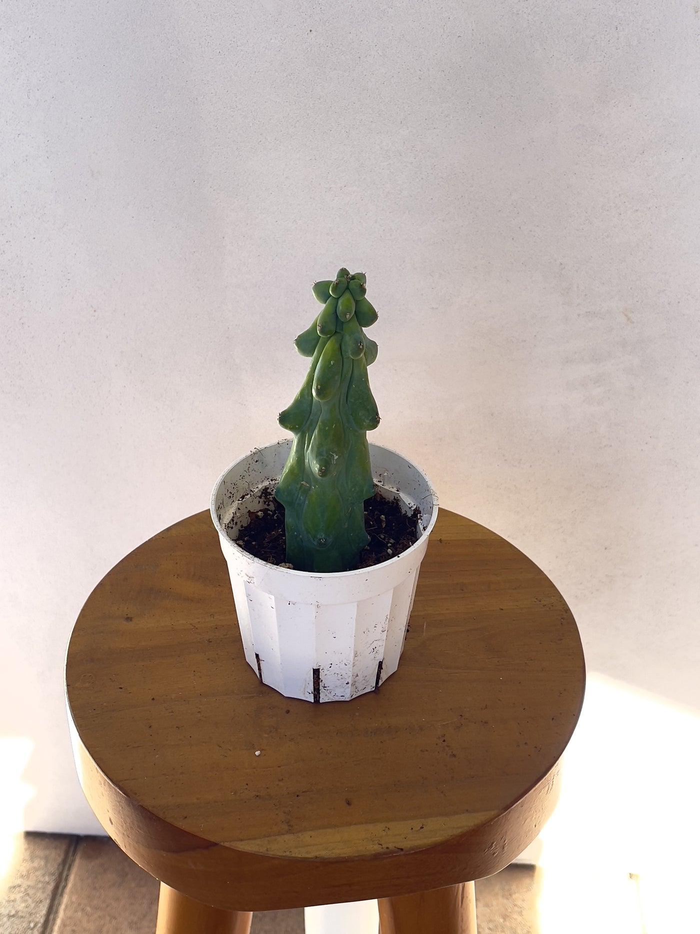 7" Boobie Cactus (Myrtillocactus Geometrizans Fukurokuryuzinboku) cheap near me - San Diego - Plant Vault 