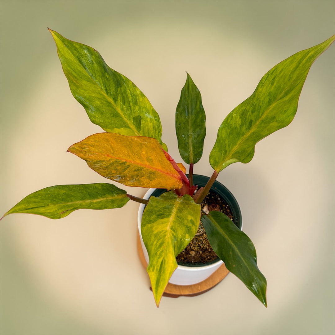 Philodendron Orange Marmalade