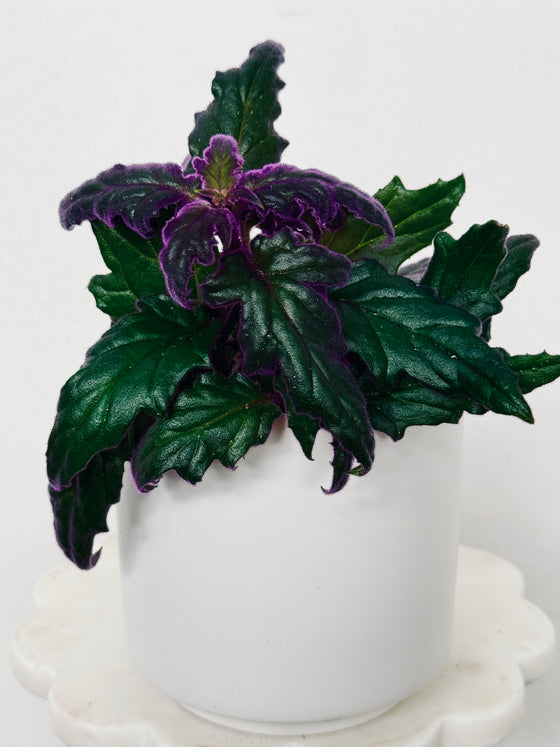 Gynura Aurantiaca/Purple Passion