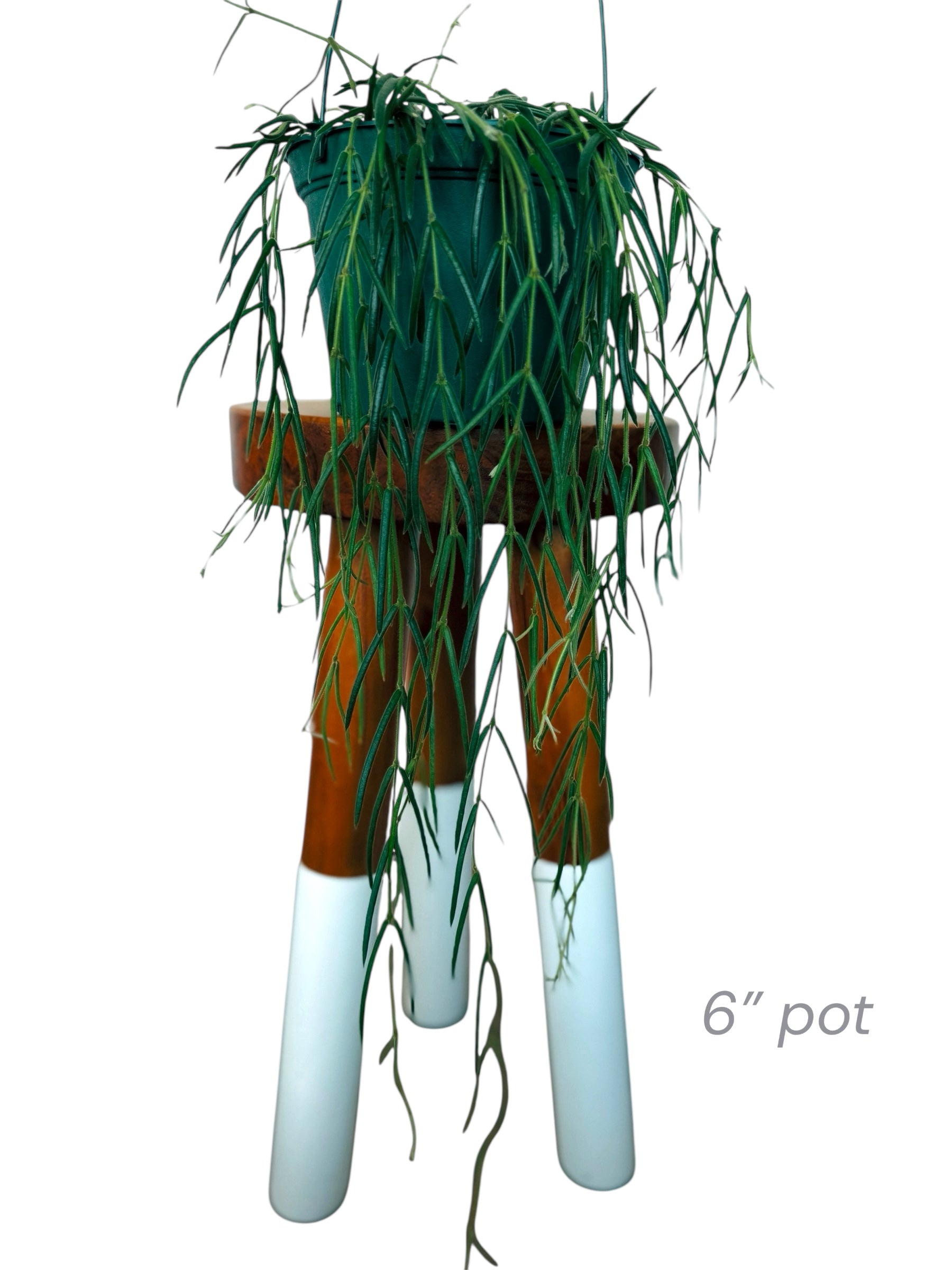 Plant Vault Hoya Linearis - Thumbnail 2