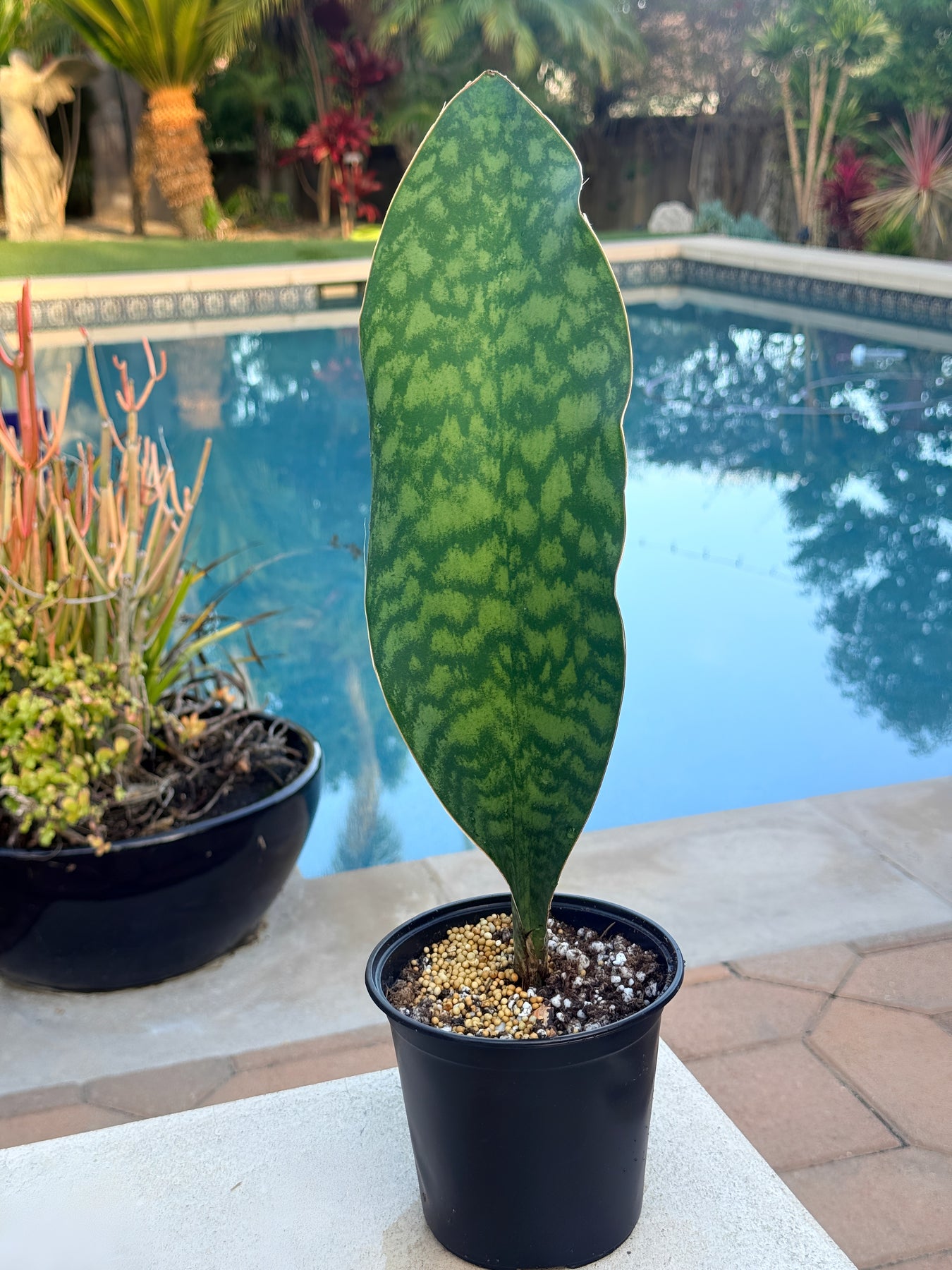 sansevieria rare Whale Fin Sansevieria / rare snake plant – Plant Vault