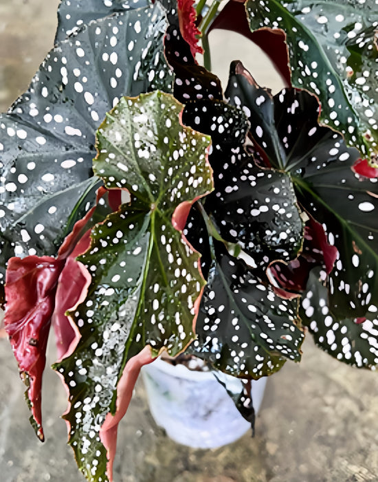 Begonia Crackling Rosy