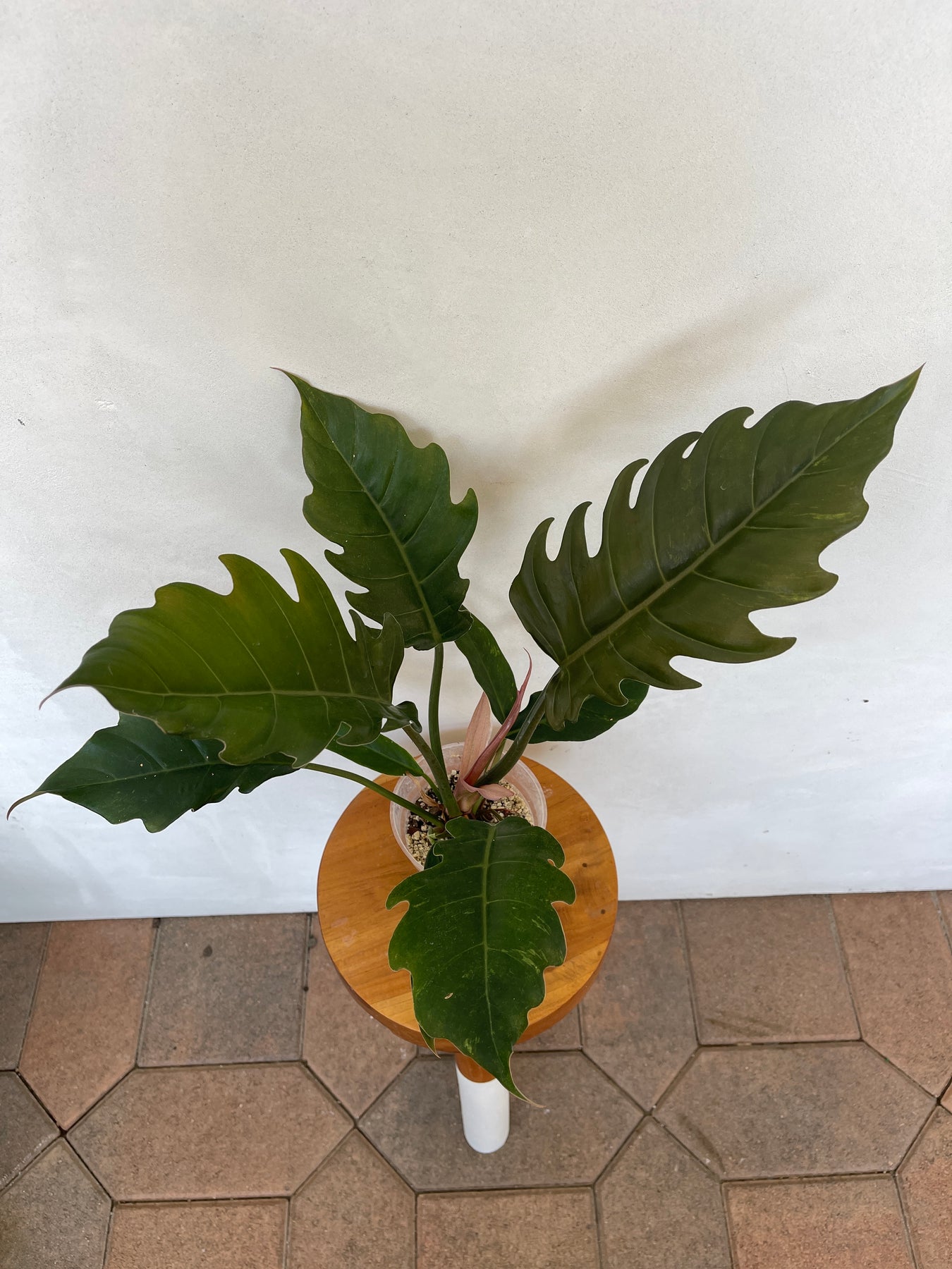 Philodendron Pluto Tropical Houseplant For Sale Near Me - Plant Vault - San Diego California