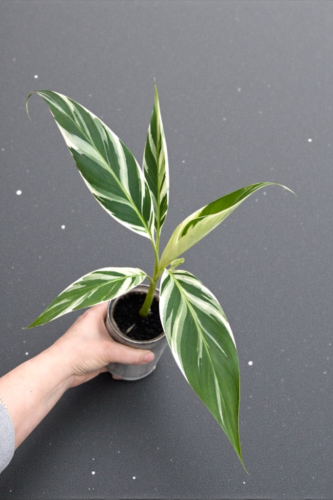 Musa Florida (Rare Variegated Banana Tree) – Plant Vault