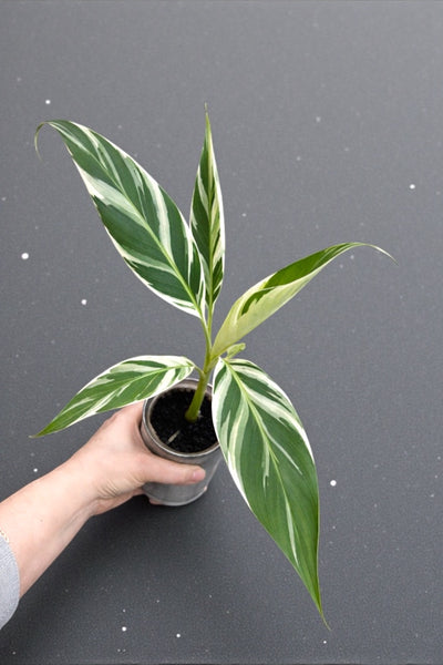 EFFLORESCENCE【×Banana-na】WIDE MOCK Mサイズ Musa Florida (Rare Variegated Banana Tree) – Plant Vault