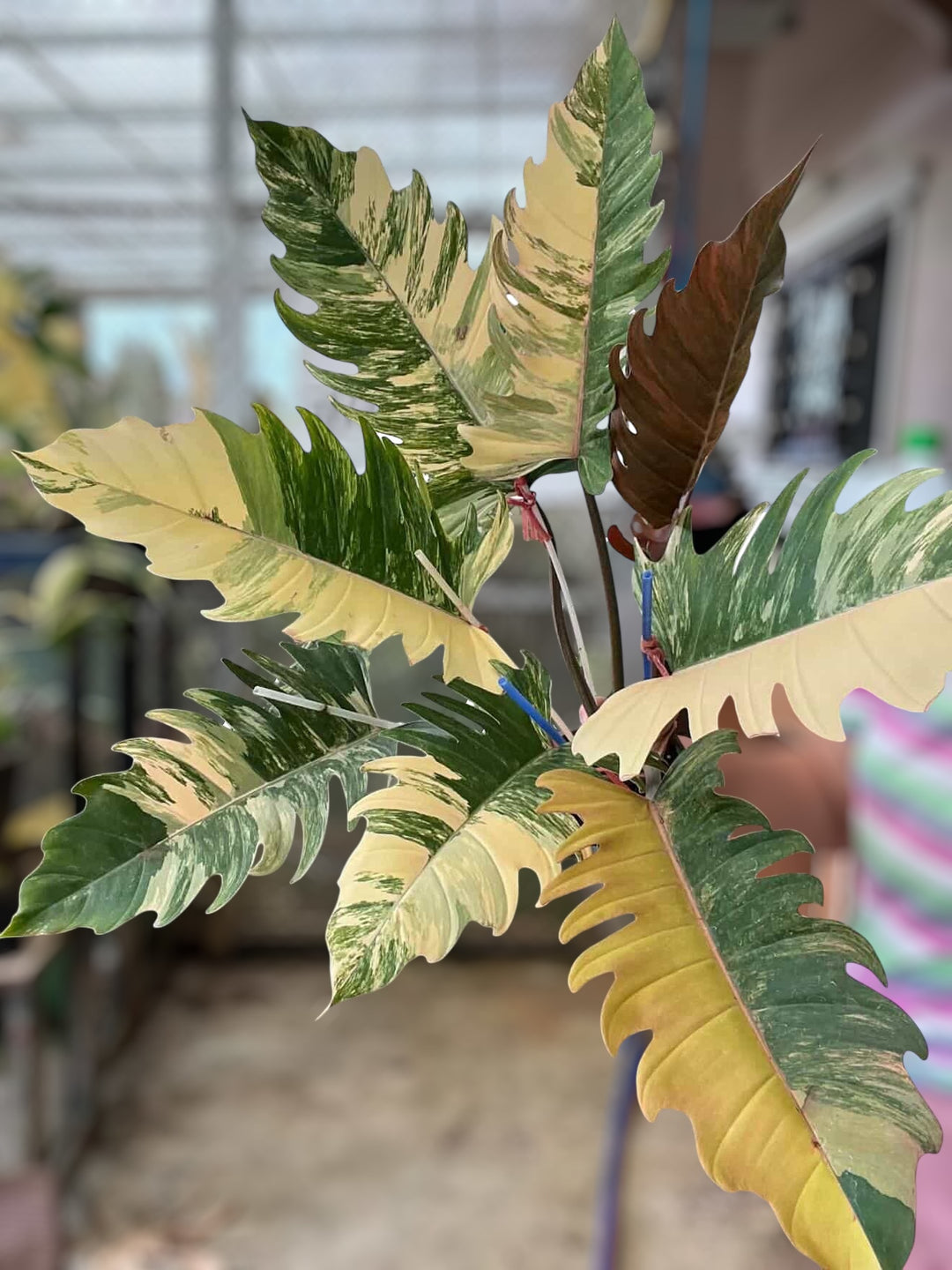 Caramel Marble Philodendron