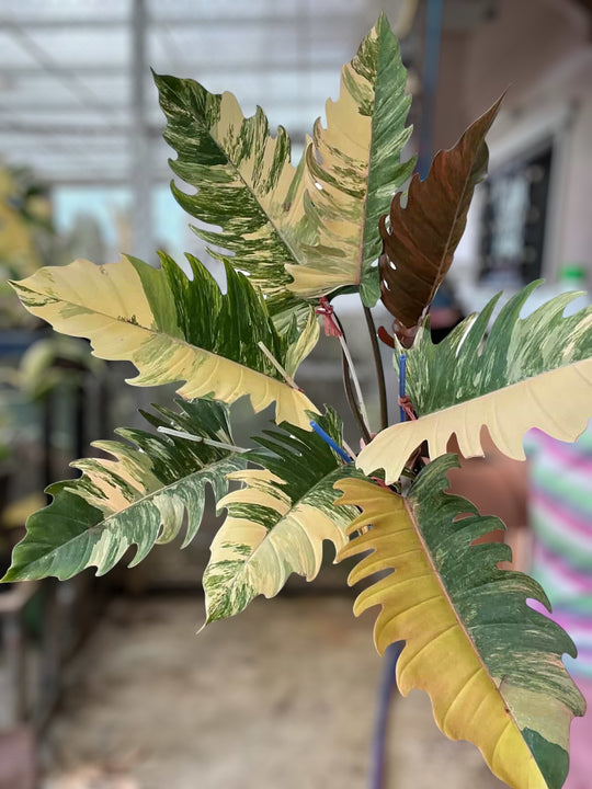 Caramel Marble Philodendron