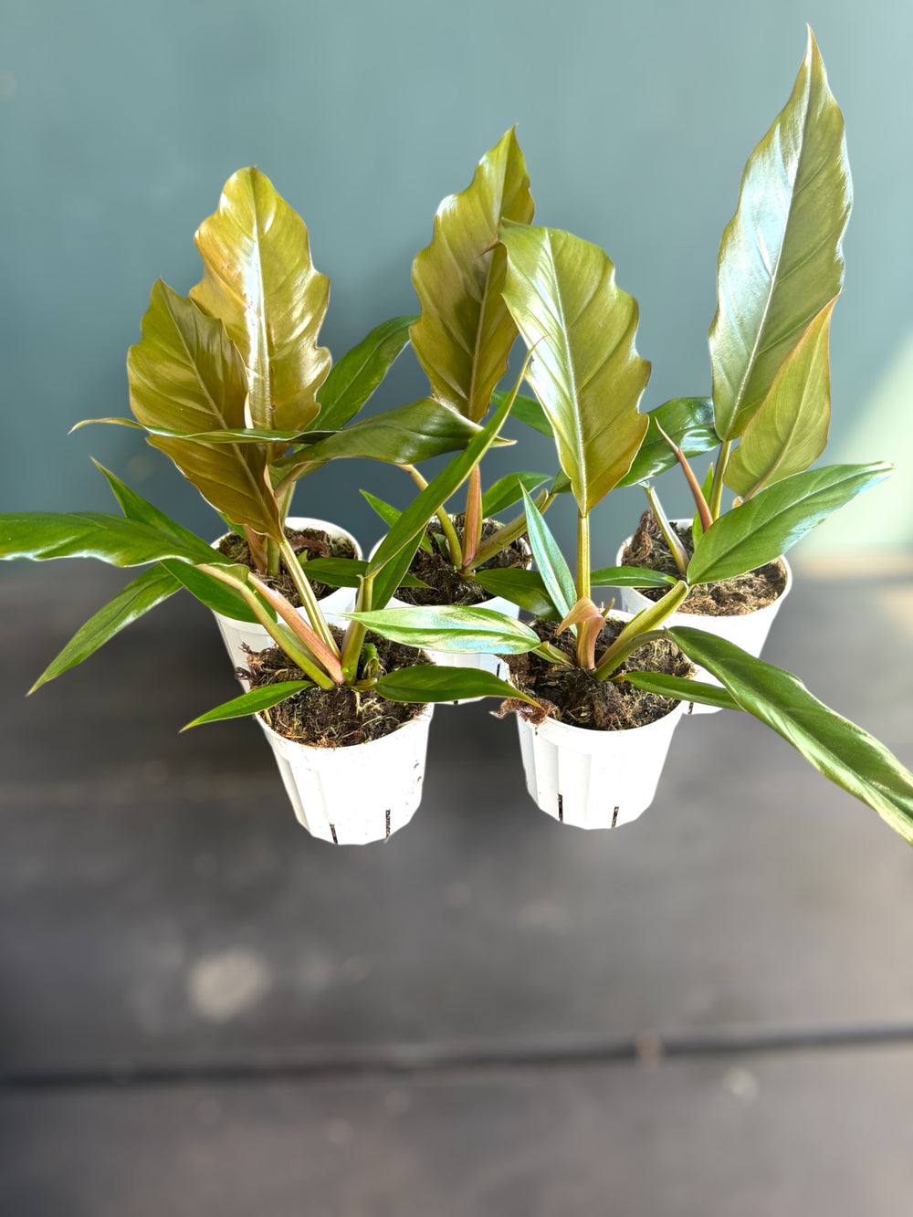 luxurious choco philodendron plant Philodendron Pluto