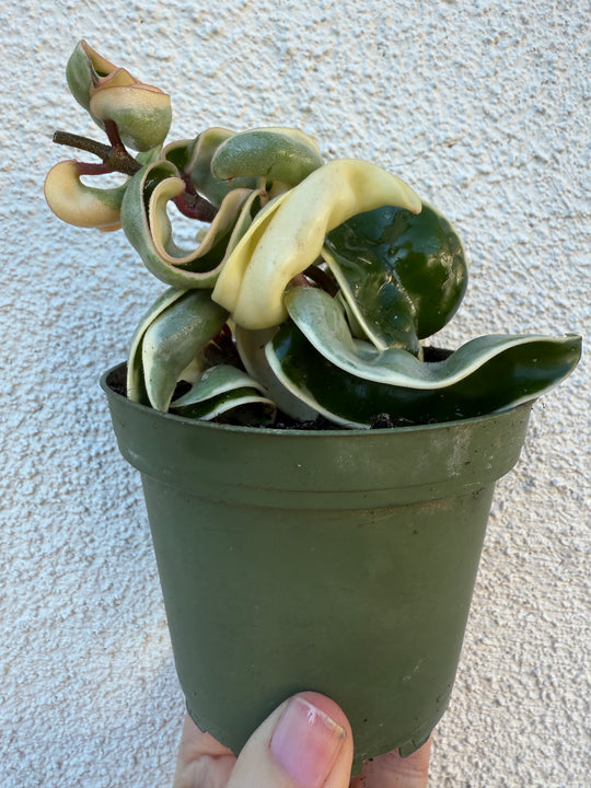 Variegated Hoya Compacta “Hindu Rope”