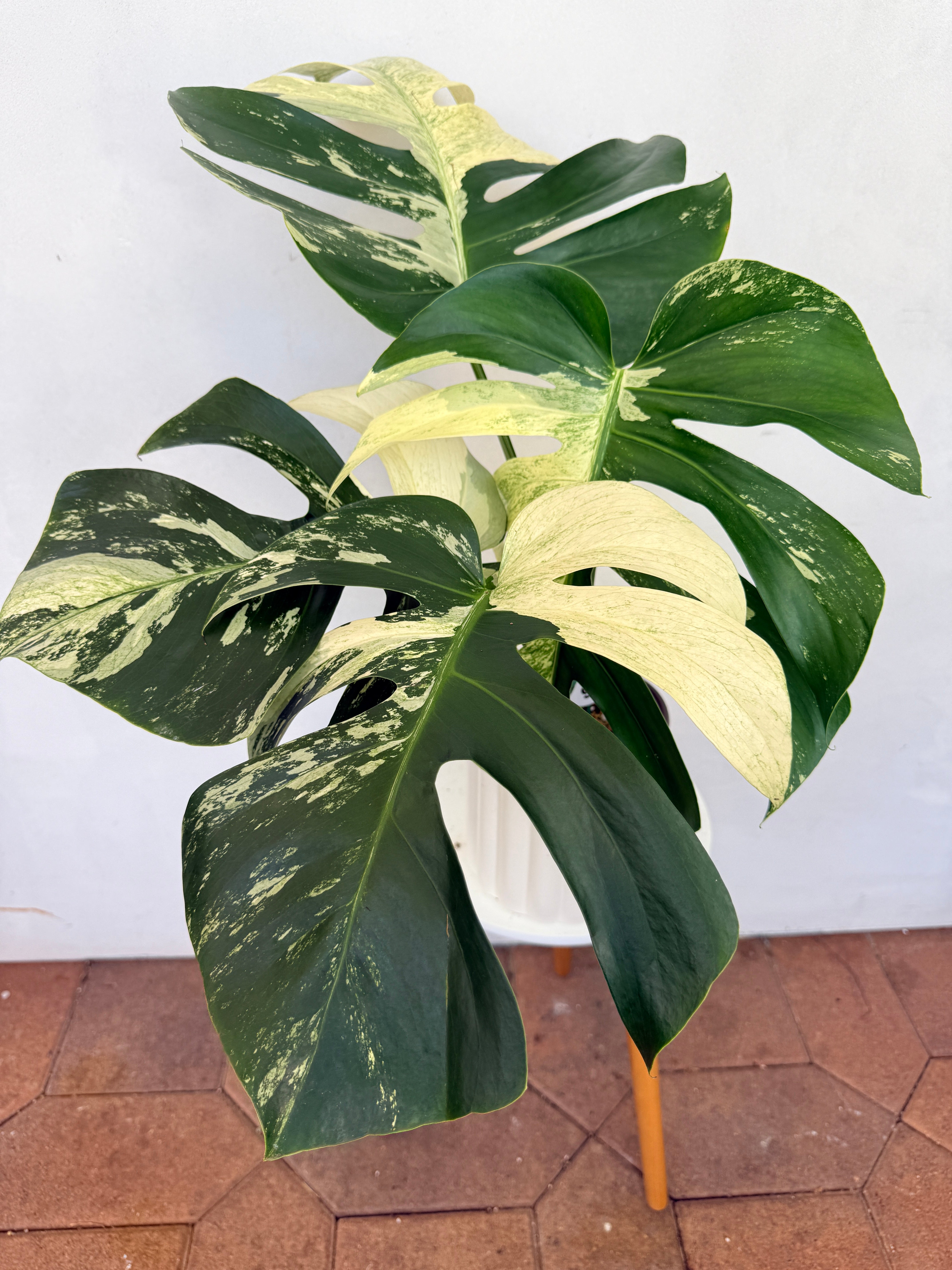 XL Monstera Jungle Mint - highly variegated monstera – Plant Vault