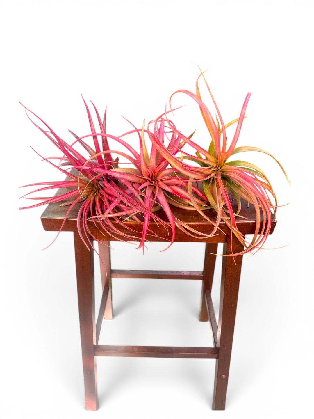 Tillandsia brachycaulos ‘Red Form’ For sale 