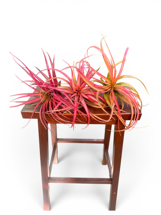 Tillandsia brachycaulos ‘Red Form’ For sale 