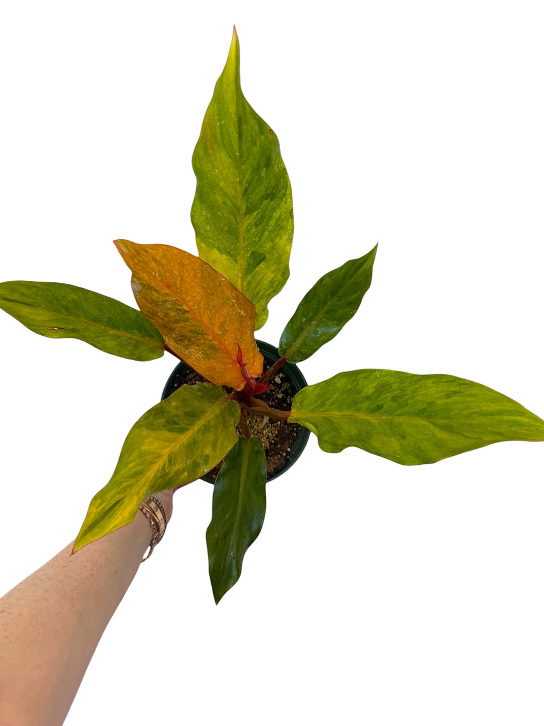 Philodendron Orange Marmalade – Plant Vault
