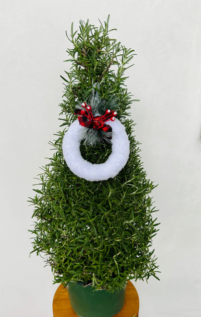 Rosemary Christmas Tree for sale - perfect holiday gift
