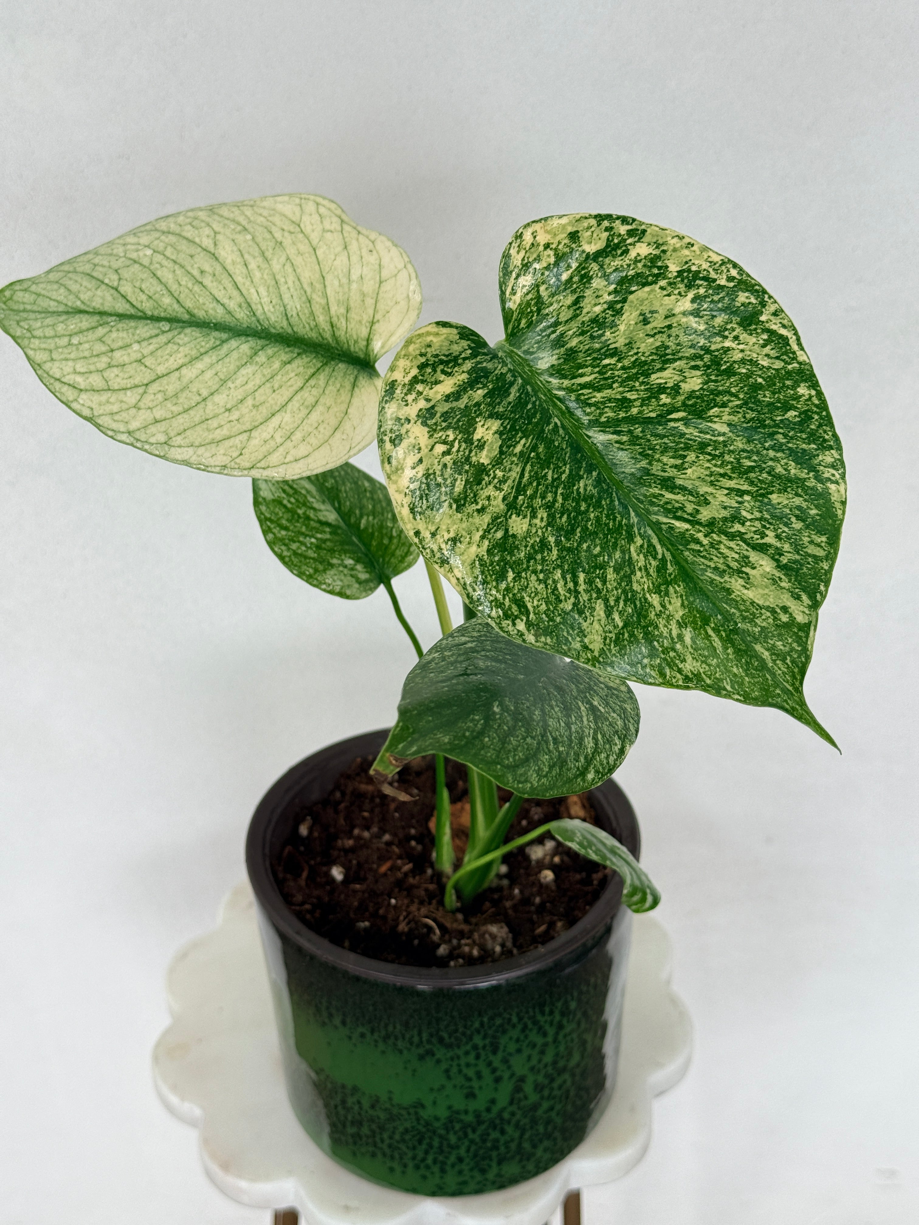 Monstera Mint Variegated (Large Rare Plant!) – Plant Vault