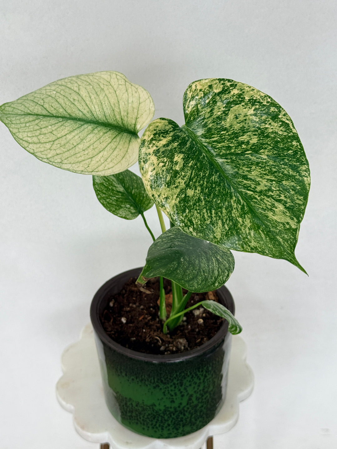 Monstera mint variegated for sale