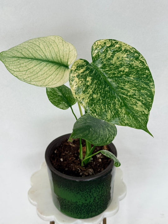 Monstera mint variegated for sale