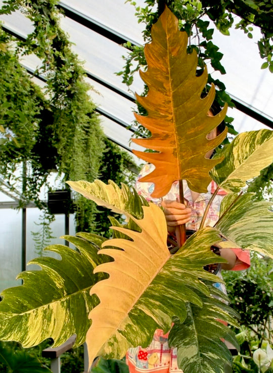 Caramel Marble Philodendron