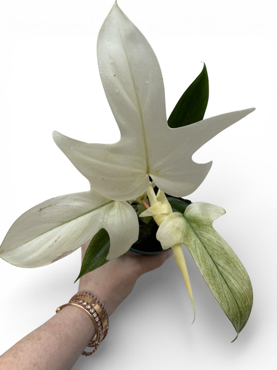 Philodendron Florida Ghost